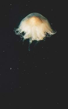F5004 Aiki Linette Dyring Space or Jellyfish